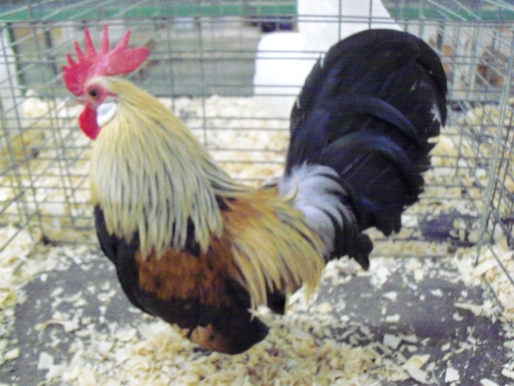 Cream Light Brown and Blue Cream The Classroom The Coop